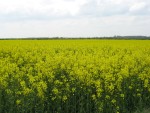 rapeseed - this crop is found all over England, make for a colorful yellow 'carpet' but it does smell bad