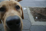 Highlight for Album: Dogs on Peachtree