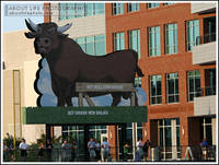 Highlight for album: Durham Bulls