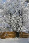 Greensboro Snow 001