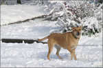 Greensboro Snow 005