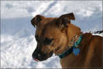 Greensboro Snow 021