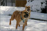Greensboro Snow 032