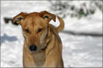 Greensboro Snow 035