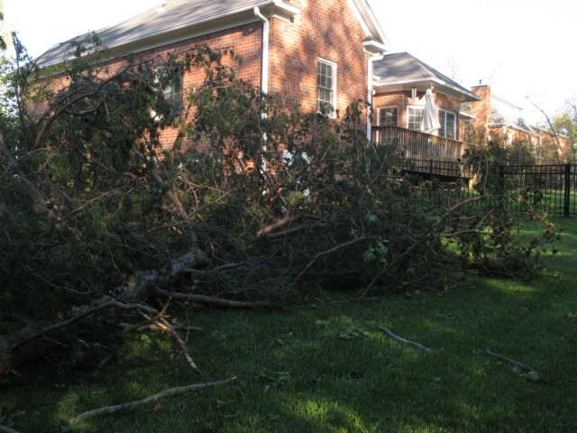 2007-Mar-16, 2303 Brigham - Fallen Tree 05