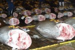 Tsukiji is basically a fish auction, after the fish are thawed the tuna are displayed for inspection