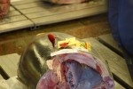 pieces of the tuna are on top to inspect the tuna quality